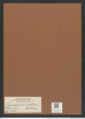 Triceratium sublime A. Schm. (de-Toni-Nr.: Genus 140, Species 3730) Zeichnungen Sammlung Grunow Mappe 03835 (Herbarium_W_Grunow_drawings_Folder_03835)